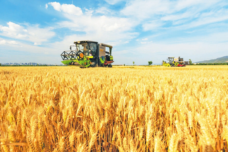 山西小麦丰收在望 预计投入各类农