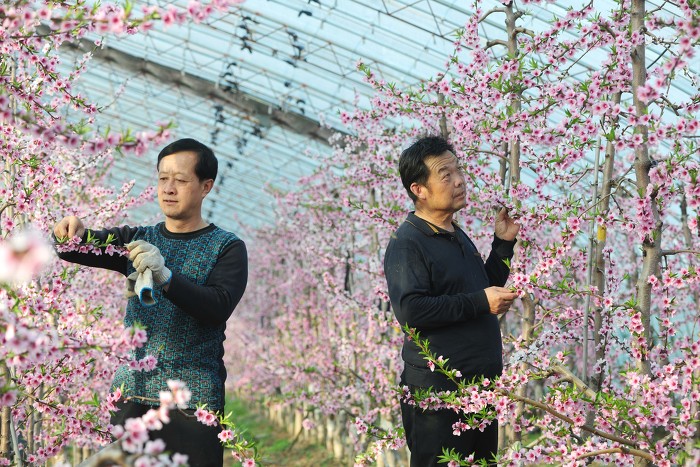 ▲村民们抓紧春季桃树管护的最佳时机,确保增产丰收
