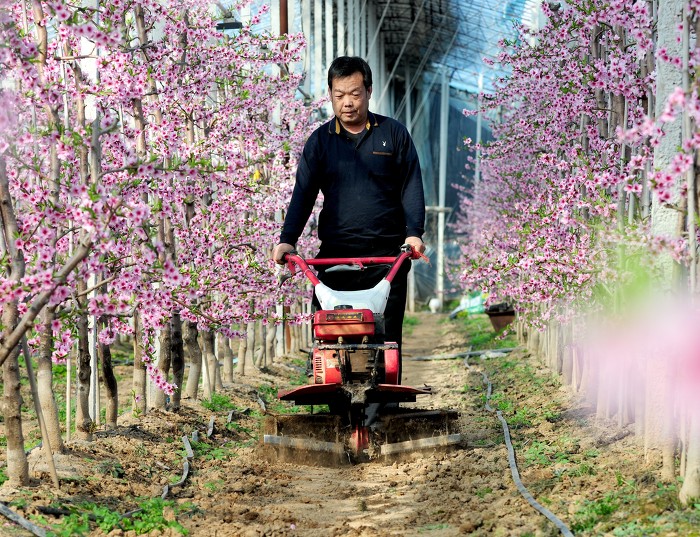 ▲村民郝龙谦正在用小型农机进行锄草松土作业