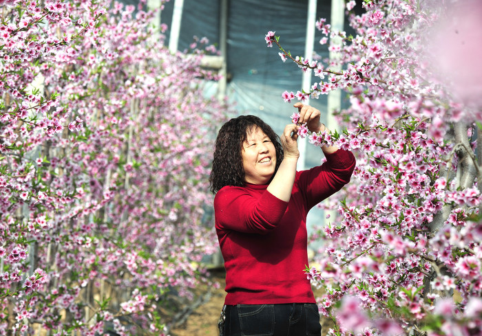 ▲眼下正是春耕生产的时节,德鑫源种植合作社20多个大棚油蟠桃花开正艳