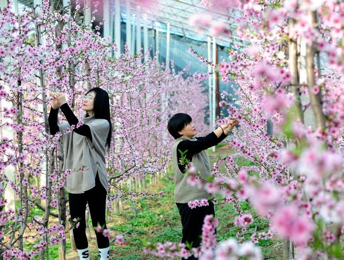 ▲合作社以种植采摘、观光与休闲相结合,促进了村民增收