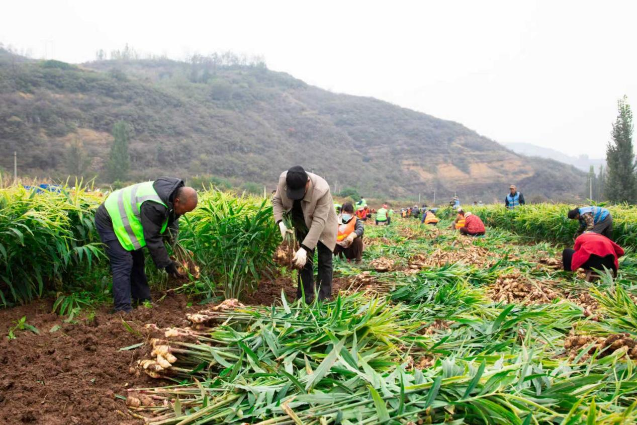 金融“活水”精准灌溉沁水农商行助力乡村产业发展-新华网