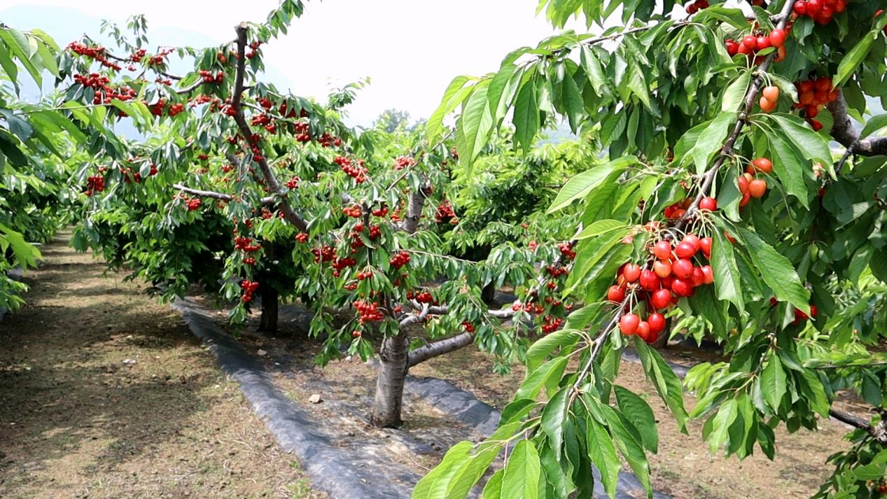 昔阳县:樱桃满枝迎客至特色林果兴农富民