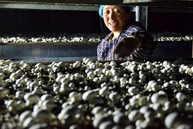 山西山阴：小白菇的循环农业之路