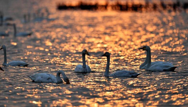 白天鹅“约会”黄河湿地
