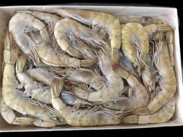 山西霍州进口冷冻厄瓜多尔青虾外包装检出一份阳性