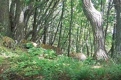 山西霍山省级自然保护区首次拍摄到4只华北豹同框
