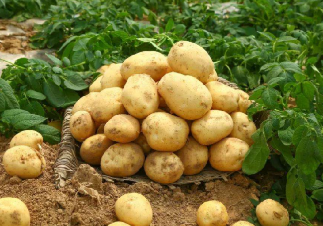 2022年 山西省“土豆革命”将建10万亩种植基地