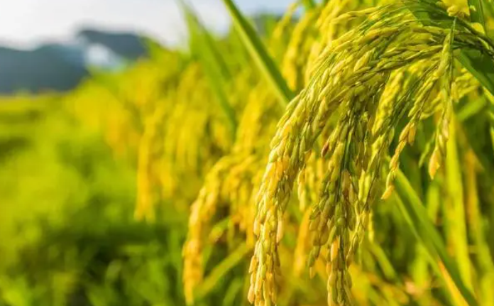 山西省出台系列政策支持粮食生产