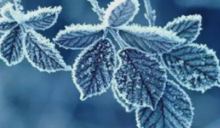 山西发布霜冻蓝色预警：部分地区气温将降至0摄氏度以下