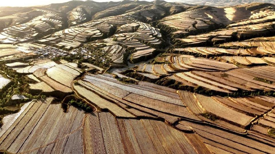 【“飞阅”中国】扫一扫黄土高原的“条码图”，看有机旱作农业长啥样