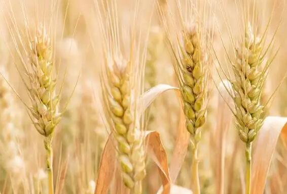 山西省夏粮丰收在望 旱地小麦单产达到579.9公斤