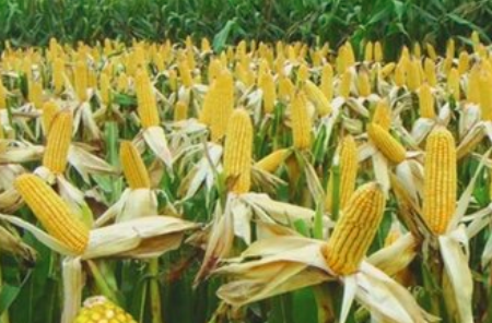 山西大豆玉米带状复合种植达85.5万亩