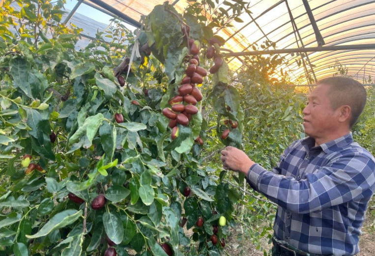 “倔强”枣农张彦平：改变了当地单一红枣品种栽培