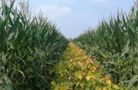 2022年，朔州市大豆玉米带状复合种植亩增收300多元