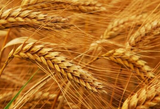 山西省春季农业生产形势良好 冬小麦全部进入拔节期