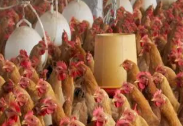 山西省开展专项整治行动规范畜禽养殖用药