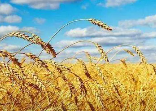山西省多项政策支持粮食生产