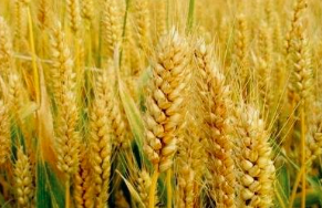 山西印发冬小麦后期田间管理意见