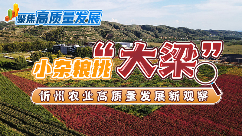 小雜糧挑“大梁”——忻州農業高品質發展新觀察