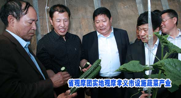 省观摩团实地观摩孝义市设施蔬菜产业