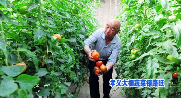 孝义大棚蔬菜销路旺